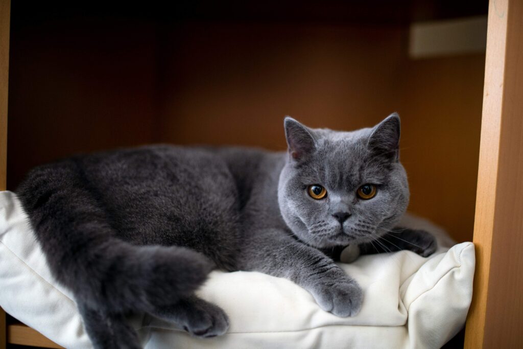 British Shorthair prix