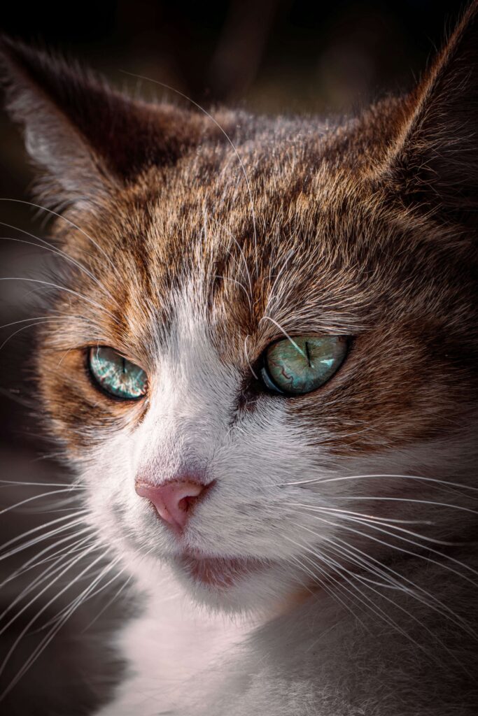 Mon chat a les yeux qui coulent