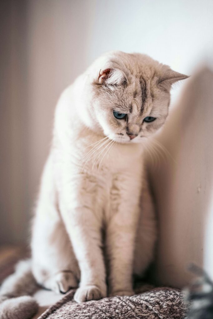 Mon chat ne mange plus