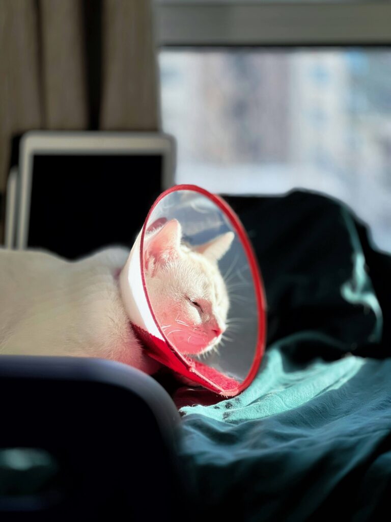 Prix stérilisation chat