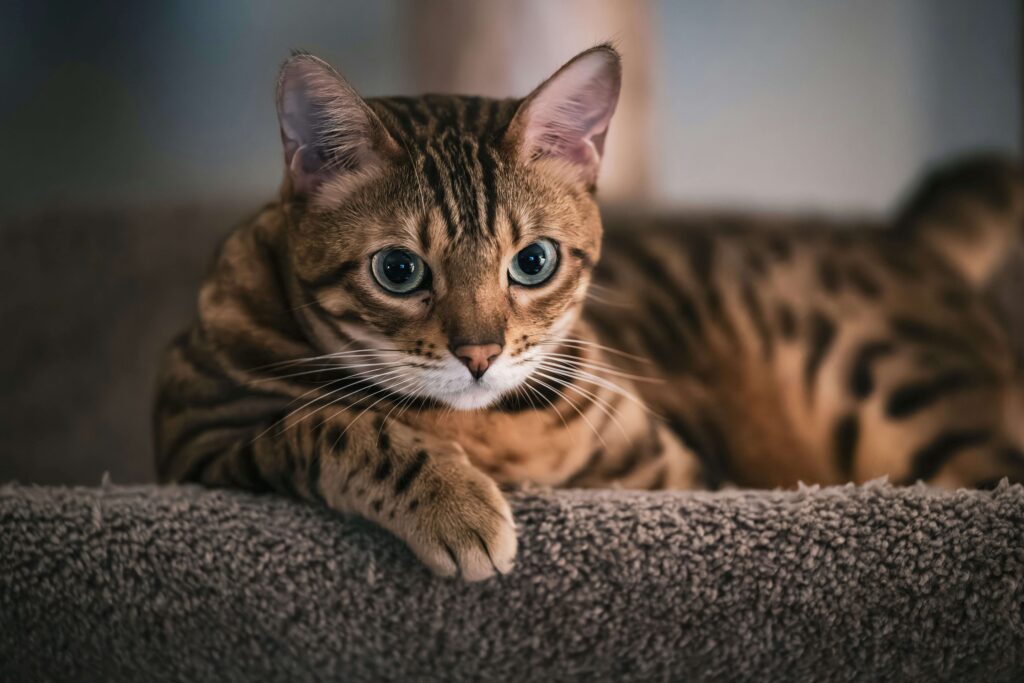 chat bengal